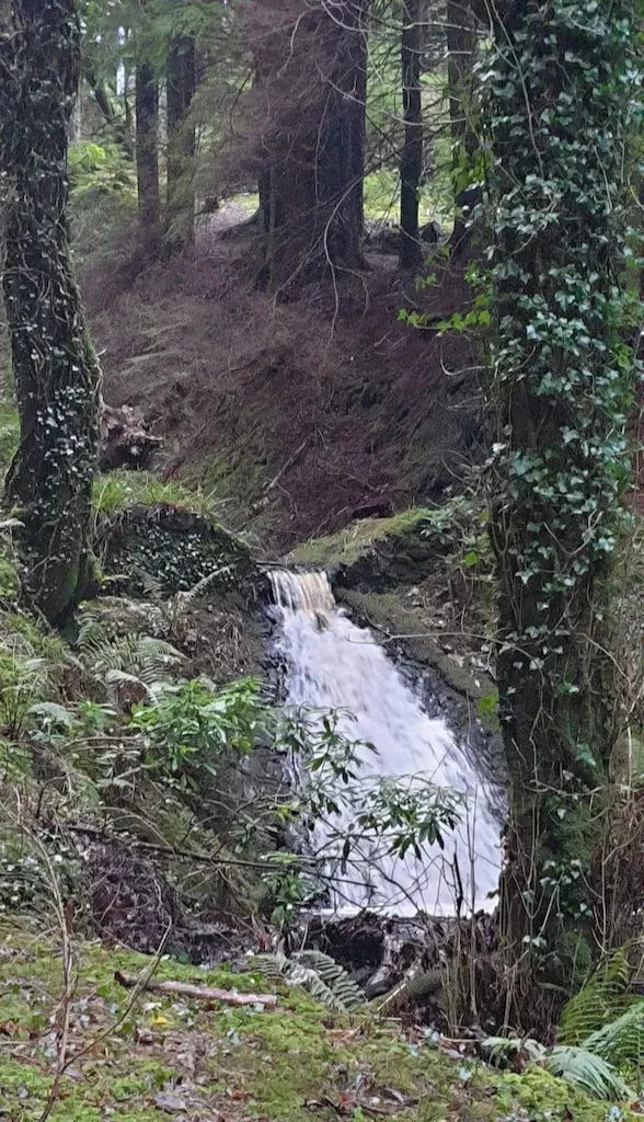 Carradale Forest Group